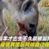 小羚羊才出生不久就被鬣狗吃，身临其境鬣狗啃食过程