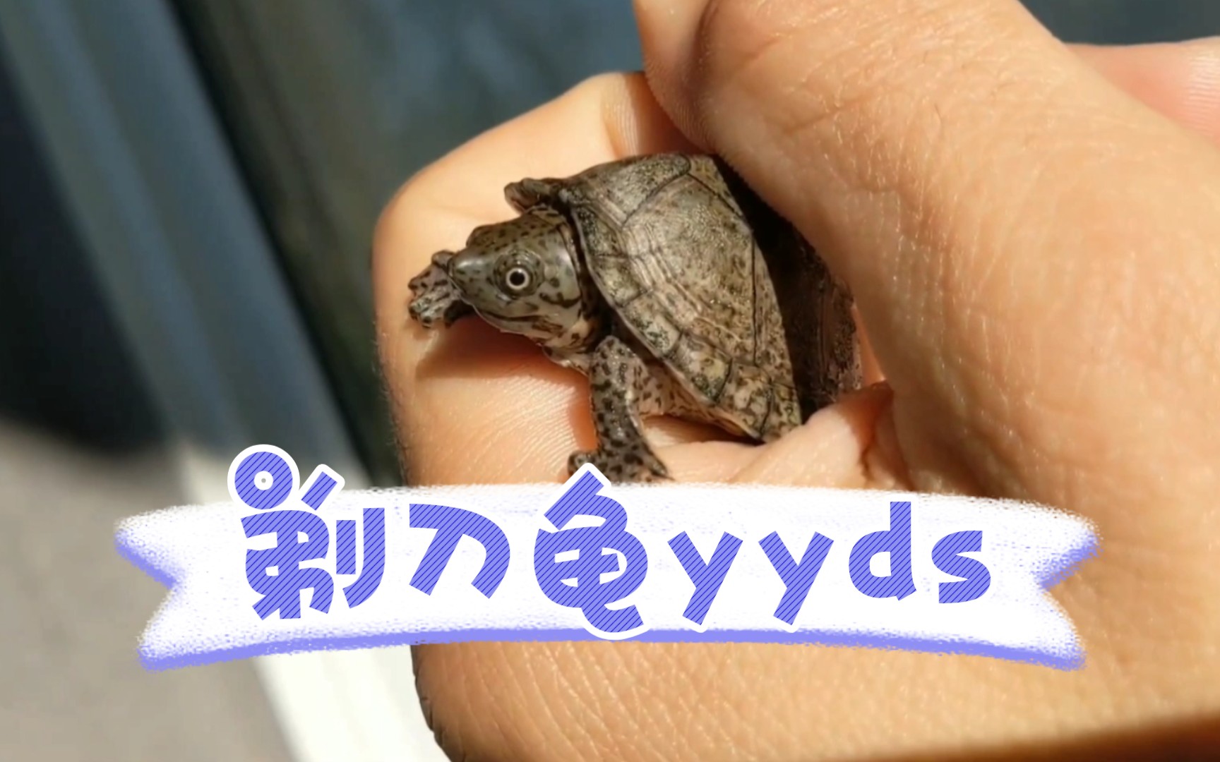 《蛋龟一把刀！》剃刀龟YYDS！