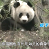 虎子保护弟弟妹妹，熊猫也有长兄如父