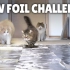 【Kittisaurus】【中字】箔纸挑战！猫咪们会在上面行走吗？