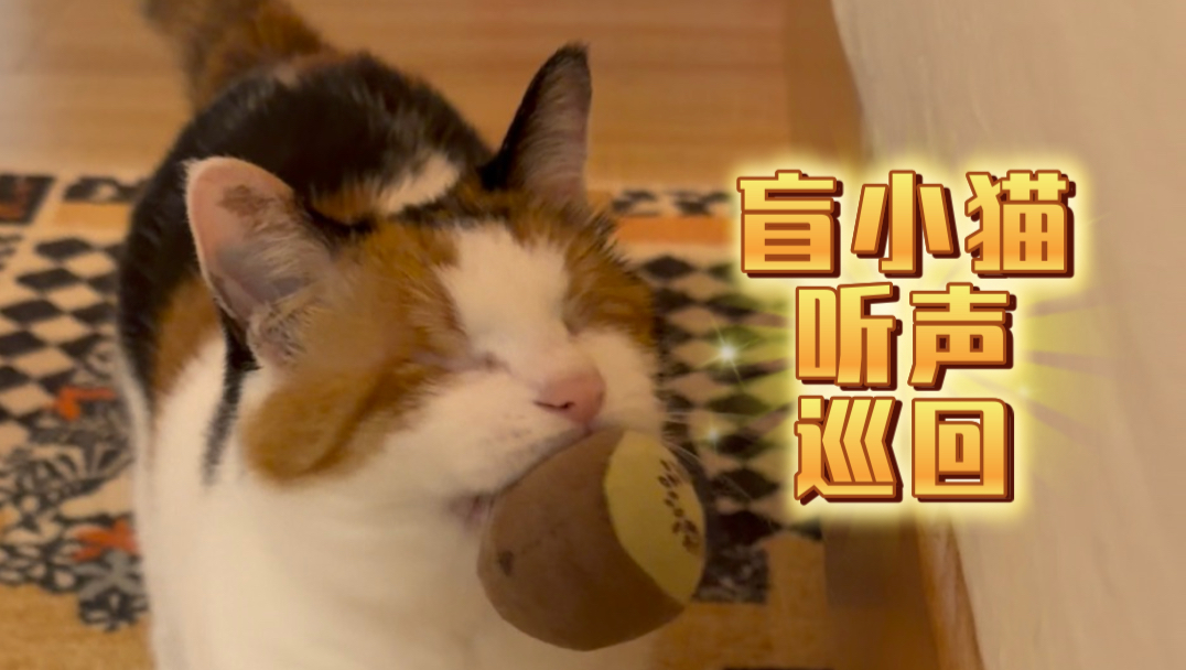 盲小猫听声巡回