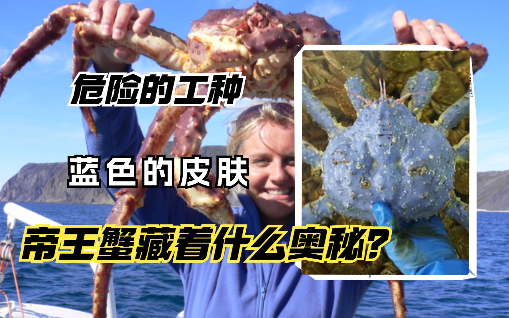 危险的工种，蓝色的皮肤，帝王蟹的身上到底藏着什么样的奥秘？