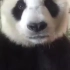 熊猫吃东西_标清