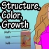 毛囊的结构 - 头发的颜色 - 头发的生长是如何进行的