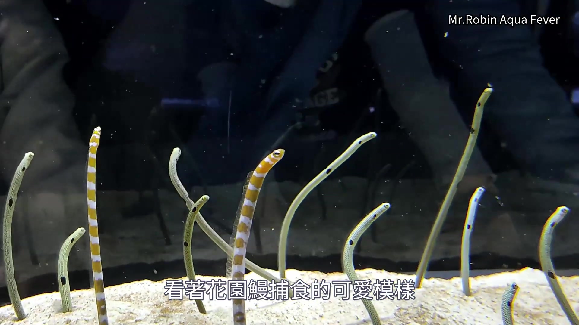 日本东京墨田水族馆 花园鳗喂食秀