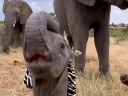 孤儿小象被象群收养后变得超快乐超治愈