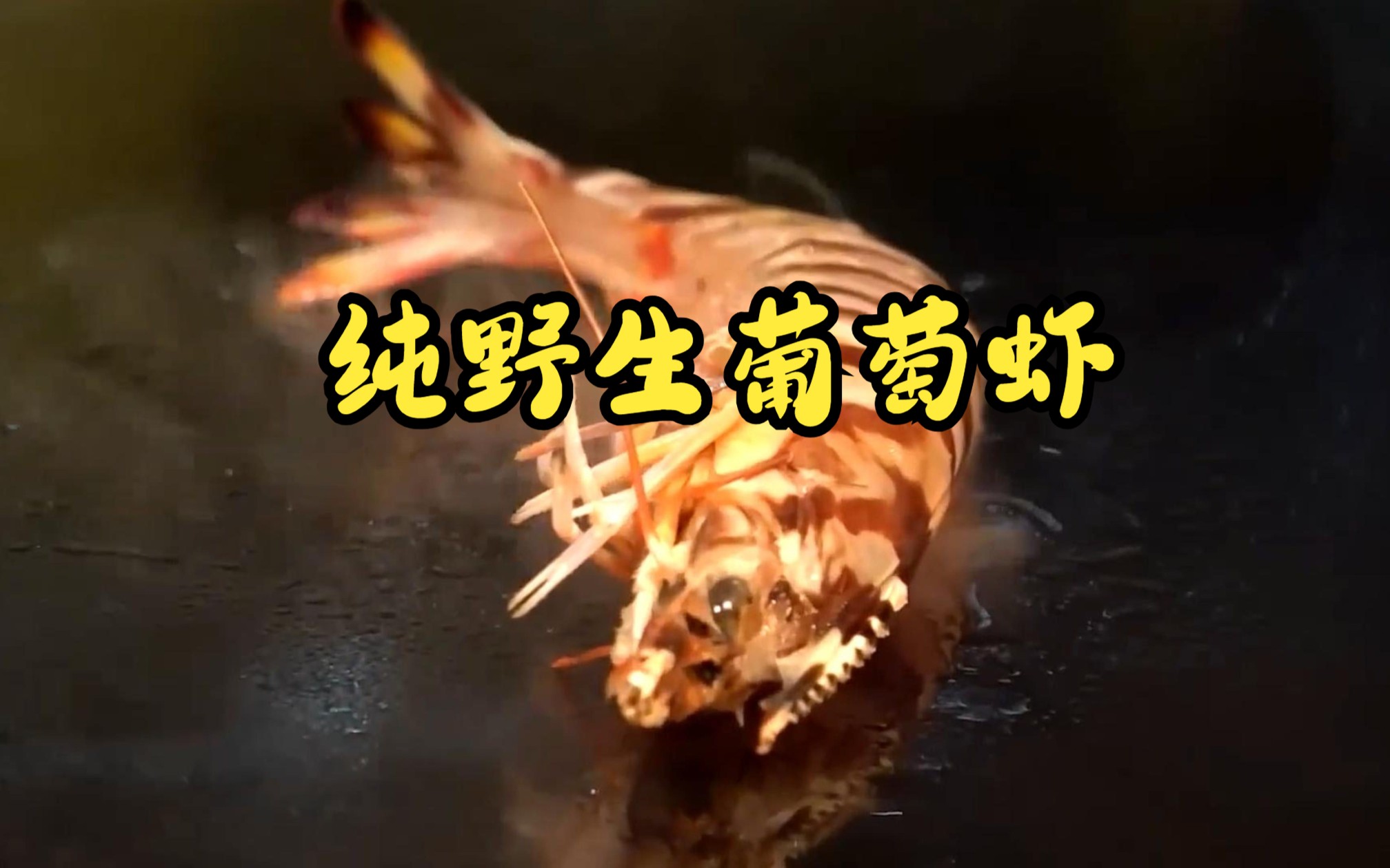 纯野生葡萄虾