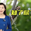 树下惊现“蝉尿雨”？！啥味道？有毒吗？？【主播说三农