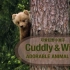 【纪录片】可爱狂野小崽子 Cuddly & Wild: Adorable Animal Babies 