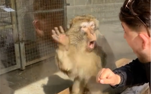 小哥给动物园的猴子表演魔术