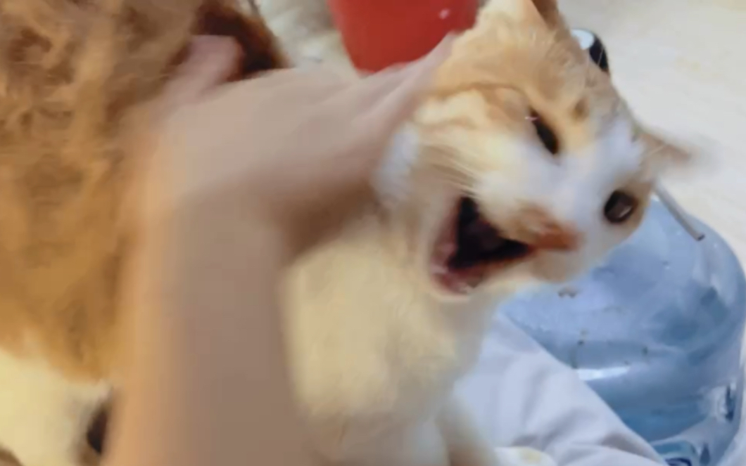Rampage petting kittens