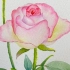 水彩花卉，零基础水彩教程，手把手教你画玫瑰