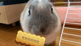 兔子的耳朵是长的还是尖的 81f786f02297bc2bb8c3a46b7939333912e26aa4.jpg@280w_158h_1c_100q.jpg