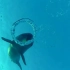 当海豚遇上潜水员吐泡泡，一群看热闹的小天使们
