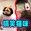 爆笑解说：盘点一些猫咪的迷惑行为