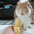 【萌宠】兔子吃香蕉是有史以来最可爱的事情