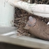 小斑鸠的一生记录--结尾有惊喜