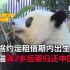 熊猫香香将满2岁归还中国 日本群众：能延1年吗