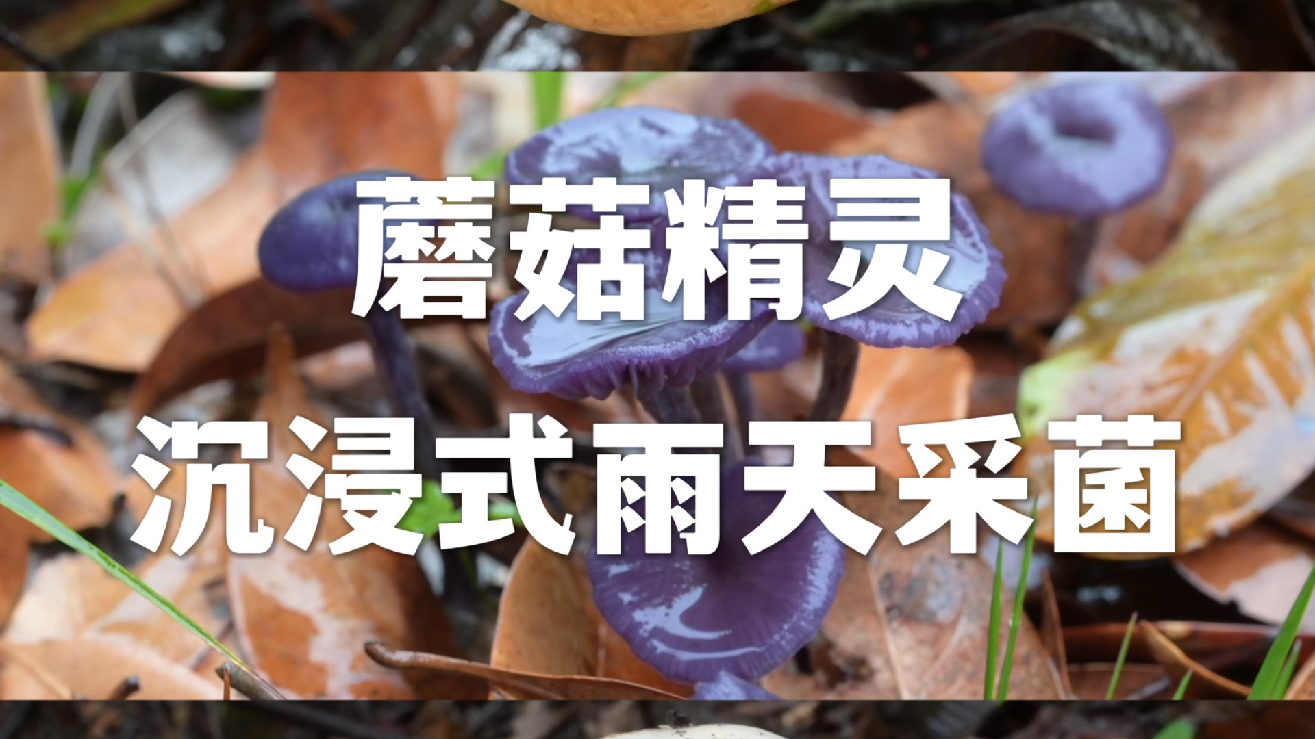 下雨天去森林里找小精灵，雨天采菌