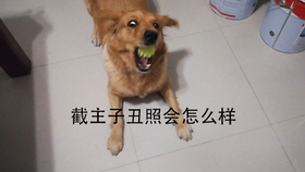 82664d19010e3bf951bbef6d1493bc7ef473a083.jpg@280w_158h_1c_100q.jpg