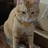 在菜鸟驿站遇到一只可爱猫猫！但是它咬我
