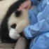 被熊猫宝宝喜欢是什么体验？