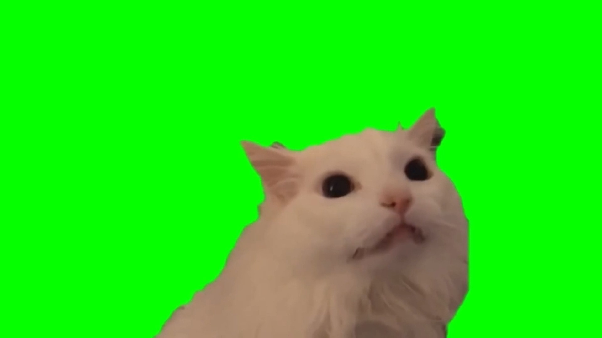 【高清无水印】仰头土拨鼠大叫白猫猫meme绿幕素材30秒