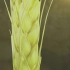 [CCTV-17]微距镜头里的大地宝藏：小麦