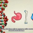 DNA是什么？如何运作？| 双语字幕