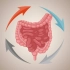 3D动画演示，大肠的结构和功能。