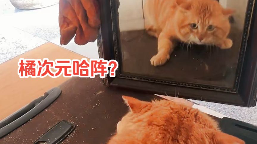 大橘哥143-镜子测试