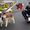 尝试让二哈拉车，好玩是好玩，就是有点废人