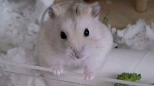 面包虫如何吃 82abfa5b89a60c5f4c9ba5f52bf7a393b5d9a003.jpg@310w_174h_1c_100q.jpg