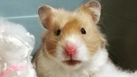 怎么描写小仓鼠睡觉 82acf84199762e6a15de69e792cc3ff12a70352b.jpg@480w_270h_1c