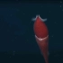 “草莓鱿鱼”帆乌贼：拥有大小眼的深海鱿鱼