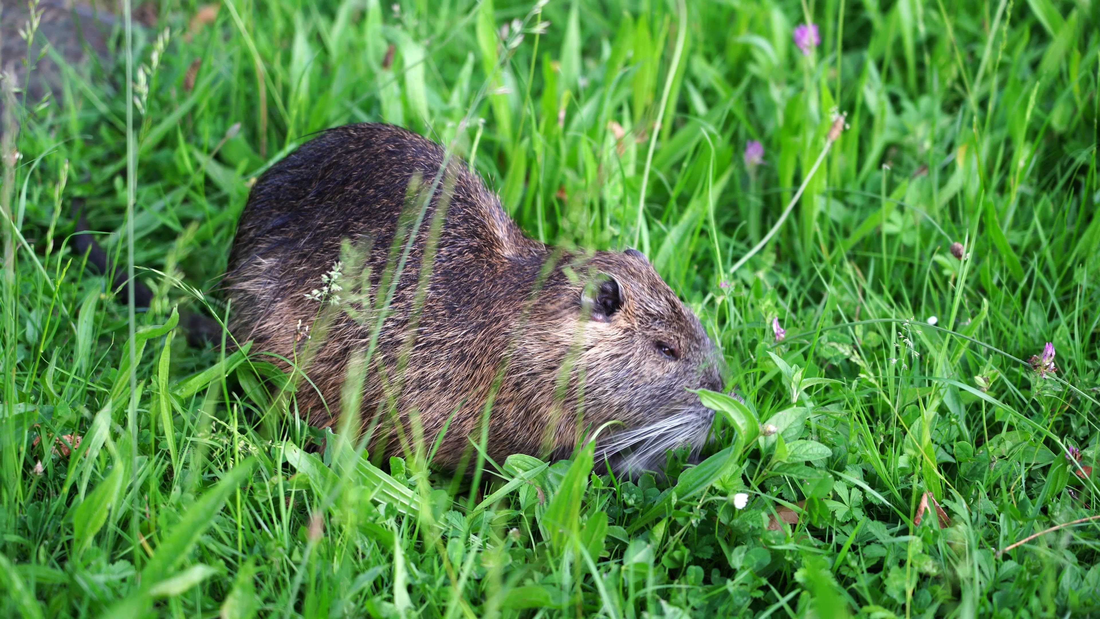 Nutria Feasting on Fresh Grass (Coypu, Ragondin, Swamp Rat, Rodent) 【大河鼠吃草】哔哩哔哩bilibili