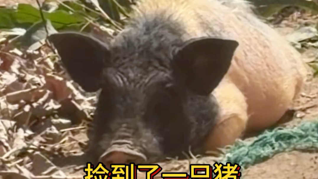 关于我捡到了一只猪