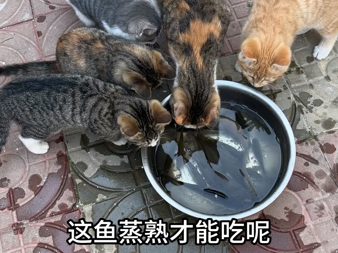 钓鱼捡到怀孕的猫咪，今天给它们一家子抓鱼吃