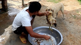 狗狗怎么养长得又壮又肥 82eb333064f4a043c9c2e548734ba2807f31e44e.jpg@280w_158h_1c_100q.jpg