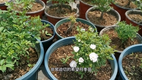 83069f8d989188e0c9e43748c2b1dc6a68dfd71e.jpg@280w_158h_1c_100q.jpg