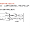 光合作用与呼吸作用（1）过程分析