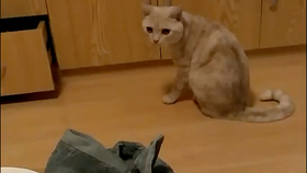 小懒猪起床喽 83322e77960b6fc50ed677e04b1e9e5ca569bcb9.jpg@280w_158h_1c_100q.jpg