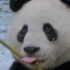 【绝美|超萌】熊猫回家路 PandasTheJourneyHome  国家地理720p双语字幕【果酱字幕组】