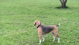 立耳金毛品种 8364646f6488458e8b53d51bfb7585a6ecfe27ce.jpg@280w_158h_1c_100q.jpg