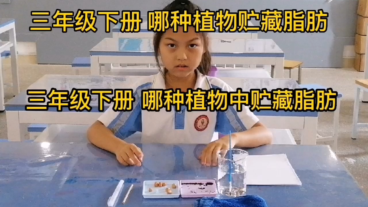 实验操作-三年级-哪种植物中贮藏脂肪