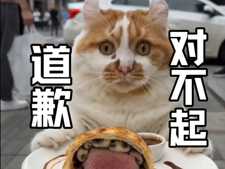 墩墩向大家郑重道歉