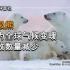 北极熊，因为全球气候变暖，导致其数量减少