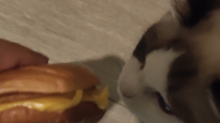 Kitty, you can has cheeseburger.