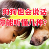 狗狗也会说话，你能听懂几种