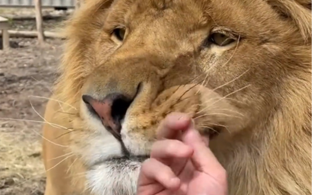 被救助的小狮子多年后与饲养员重逢，激动地扑了过去。